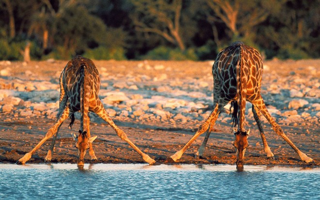 africa giraffee wildlife